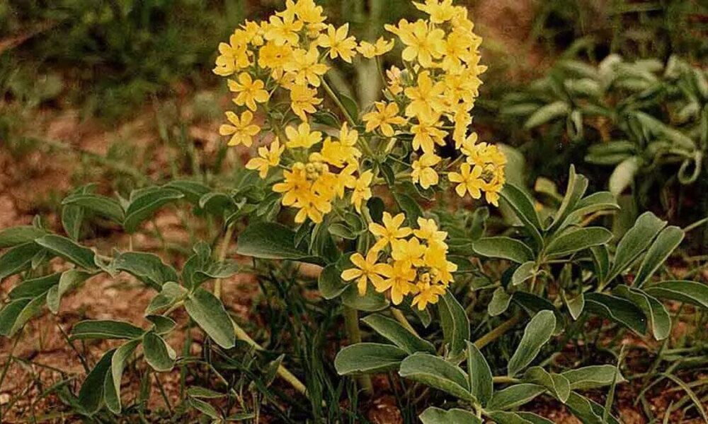 Bayan hastalıklarının şifası: Aslanpençesi