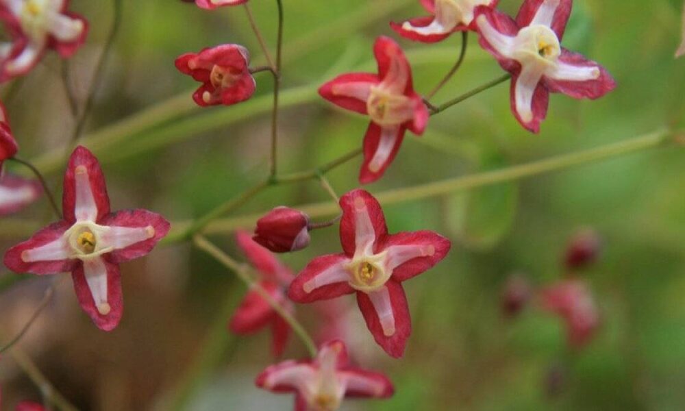 Damar tıkanıklığını önlemek için en düzgün bitkiler