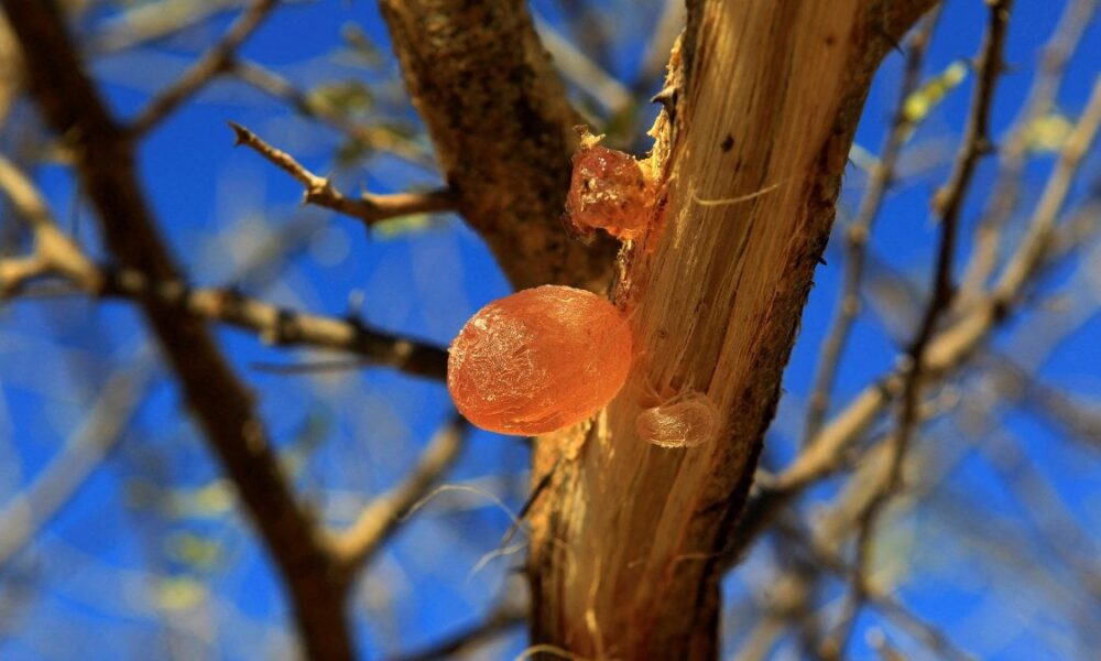 Akasya gamı nedir, ne işe yarar? Akasya gamı zayıflatır mı? Faydaları sıralandı