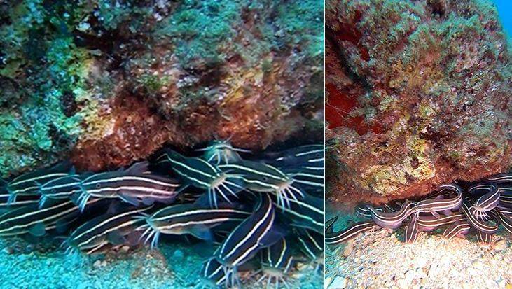 Antalya’da ilk kez görüldü! ‘Zehirli dikeni olan bir tür’