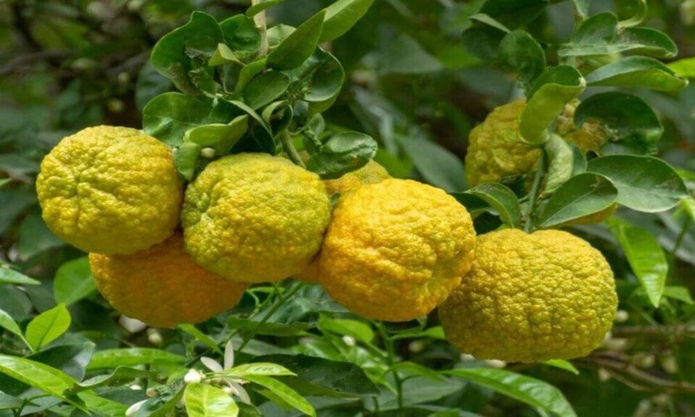 Cilt ve zihin için mucize: Bergamot