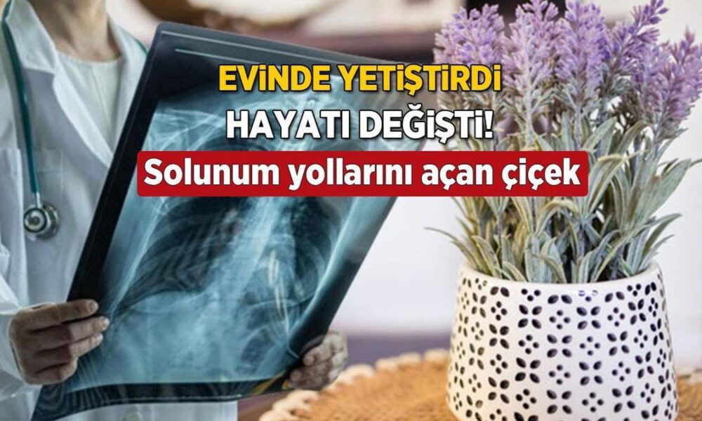 Evinde yetiştirdi, hayatı değişti! Tıkanan burnu, akciğerleri şıp diye açan mucize