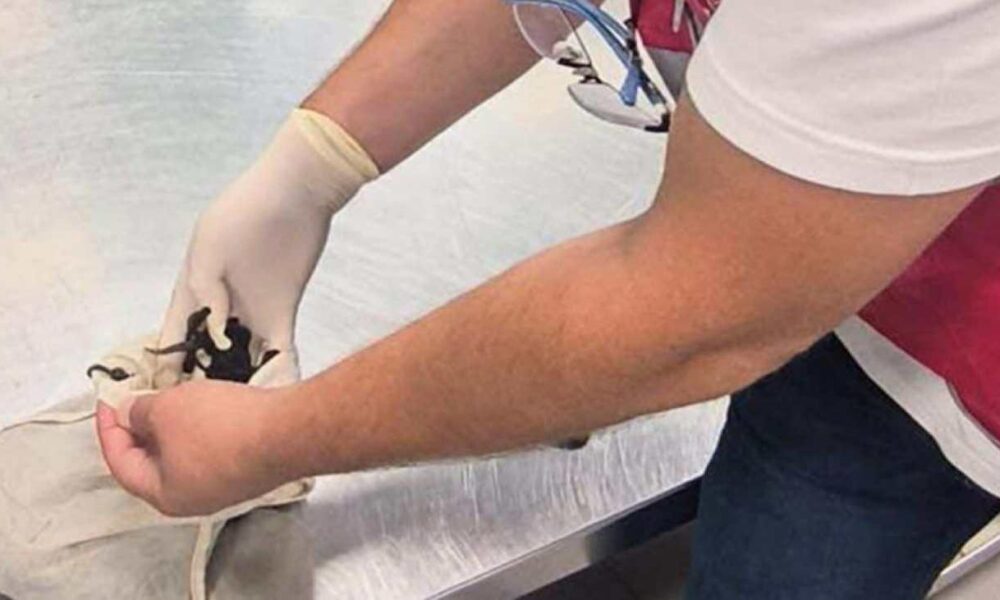 İstanbul’a gelen Rus yolcunun valizinden 20 bin tane çıktı! Hepsi canlı canlı ele geçirildi