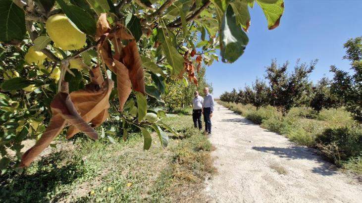 Karaman’da çiftçiler tedirgin! Kuyulardan çıkan su ağaçları kuruttu
