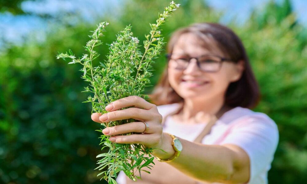 Saç bakımının önde geleni: Biberiye suyu!