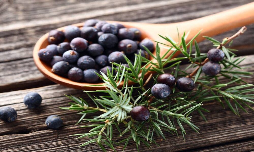 Sindirimden bağışıklığa: Ardıç tohumu