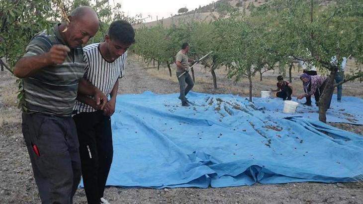 Yozgat’ta yüksek verim alan çiftçiden halaylı kutlama