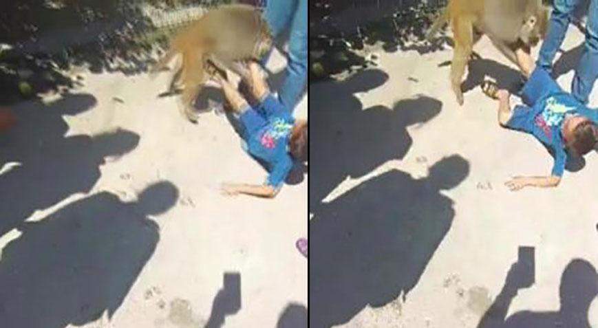 Adana’da maymun dehşeti! Küçük çocuğa saldırdı