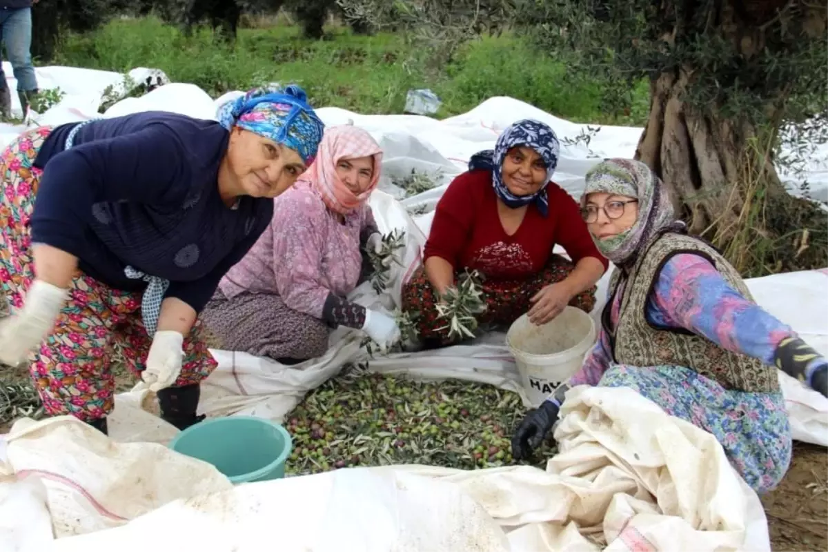 Aydın, Zeytin Üretiminde Öne Çıkıyor