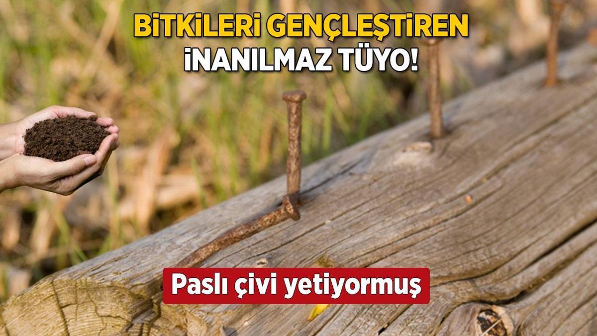 Bahçeleri peri masalına dönüştürecek! Meyve vermeyen ağaca çare: Paslı çivi