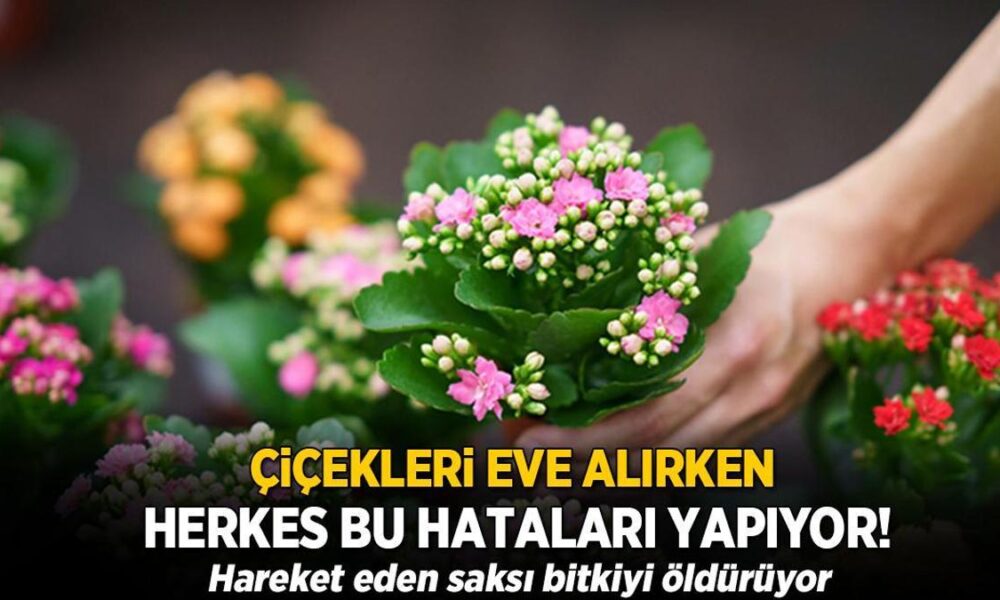 cicekleri-eve-alirken-herkes-bu-hatalari-yapiyor-hareket-eden-saksi-bitkiyi-olduruyor-ZWXiSFkk.jpg