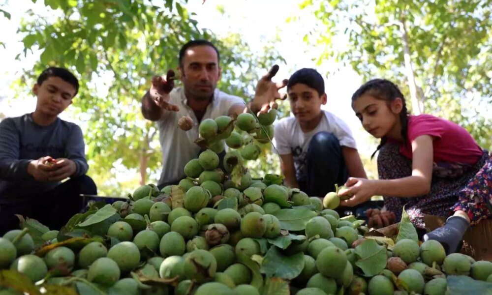 Elazığ’da Ceviz Hasadı Başladı