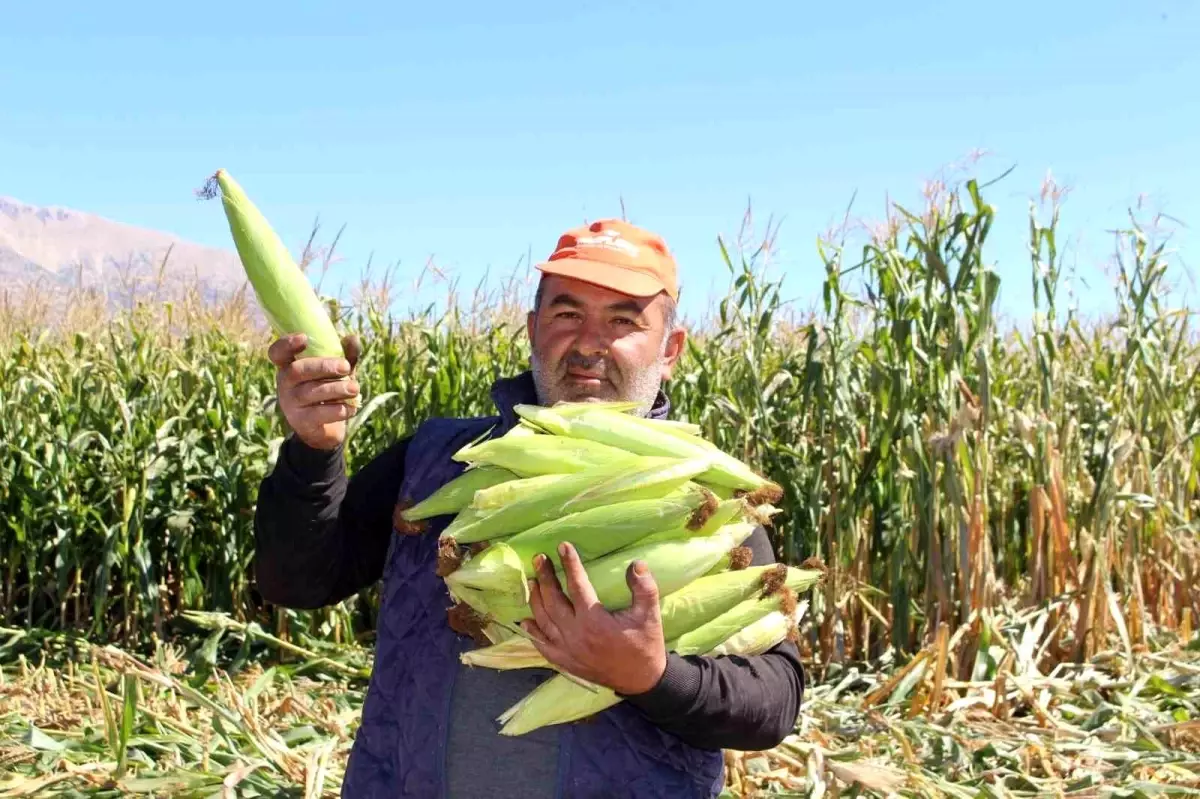 Elmalı’da Silajlık Mısır Hasadı Yapıldı