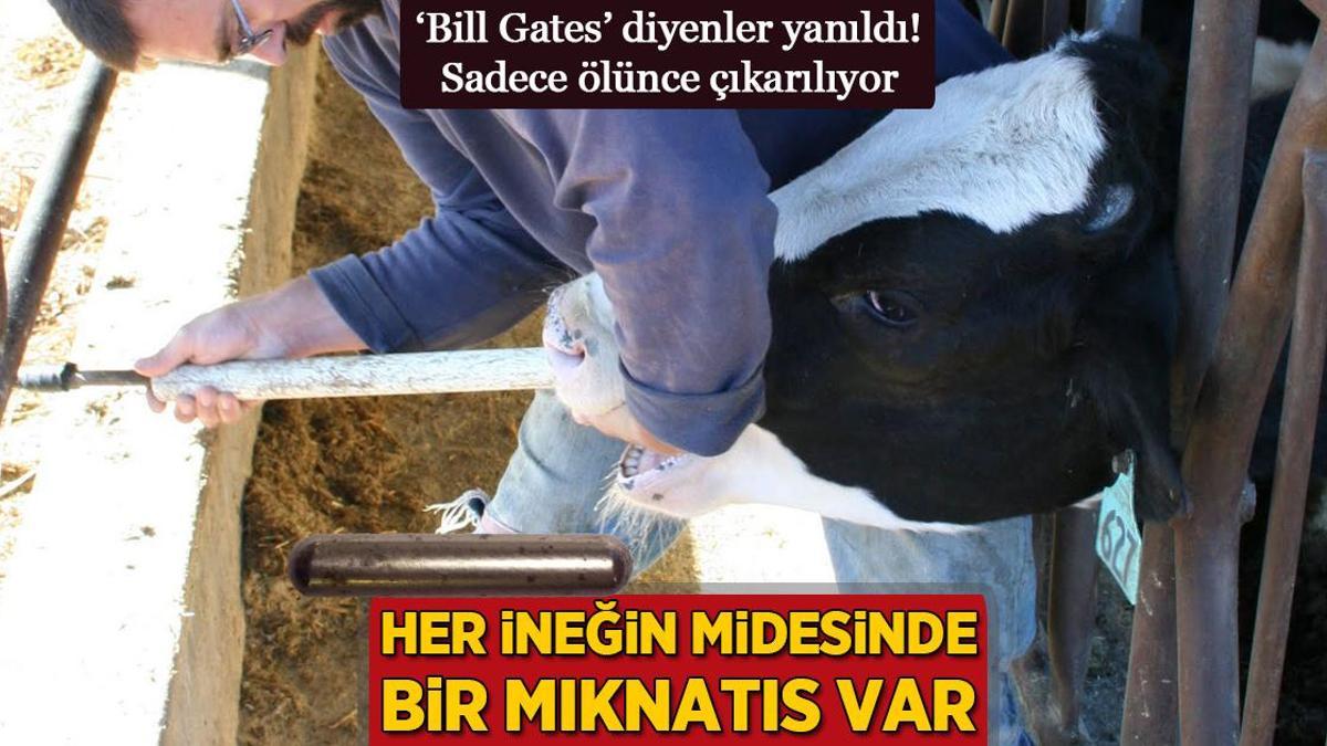 Her ineğin midesinde bir mıknatıs var! ‘Bill Gates’ diyenler yanıldı, ölünce çıkarılıyor