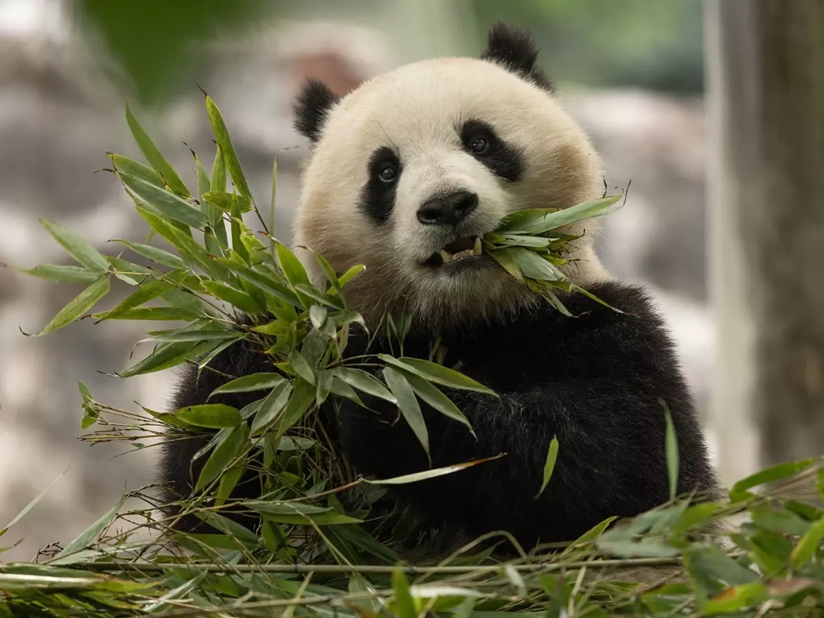 İki Yeni Panda ABD’ye Geliyor