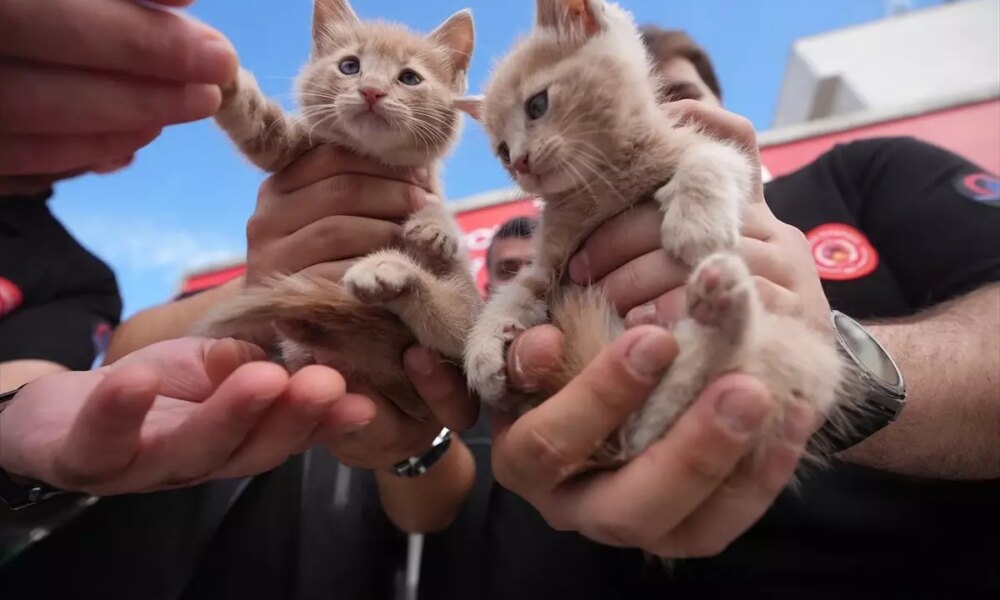 Itfaiye Şoförü, Kurtardığı Kedi Yavrularını Sahiplendi