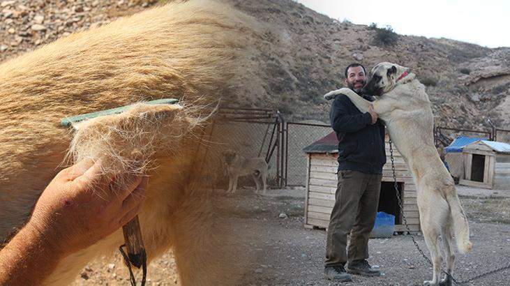 Kangal köpeklerinin fiziksel yapısını değişiyor: Doğanın en zekisi