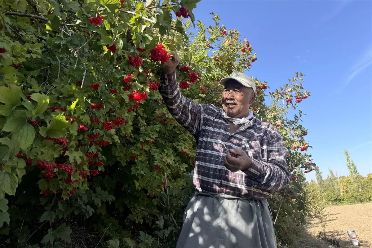 Kayseri’nin Gilaburu Hasadı Başladı