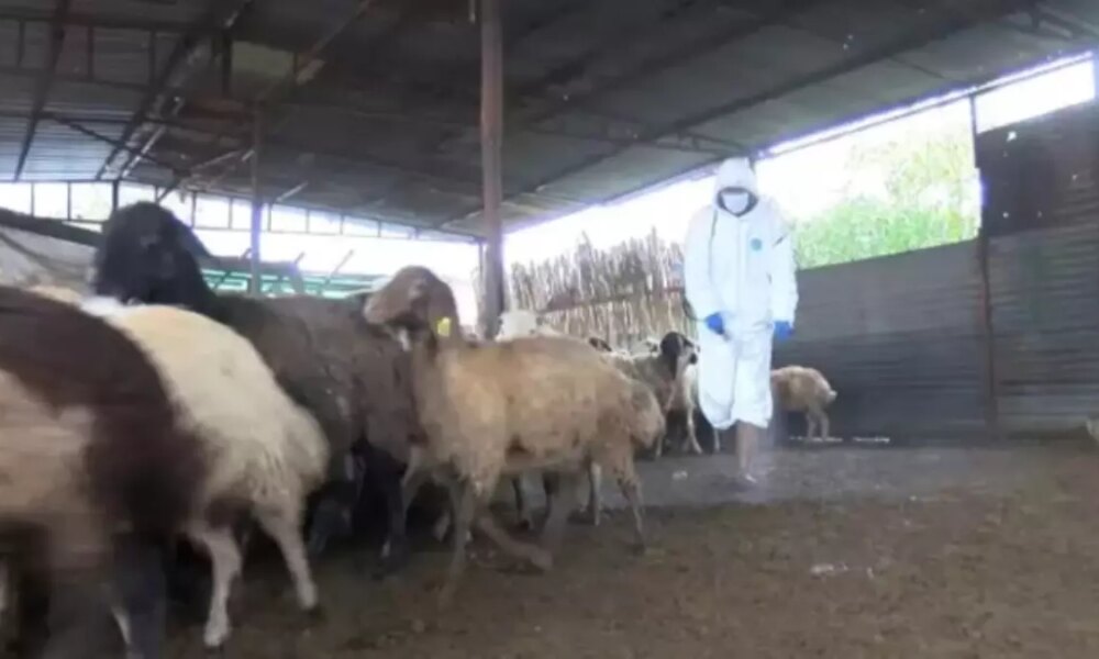 Mavi dil hastalığı hastalığı nedir, insana bulaşır mı? Mavi dil hastalığı nasıl geçer?