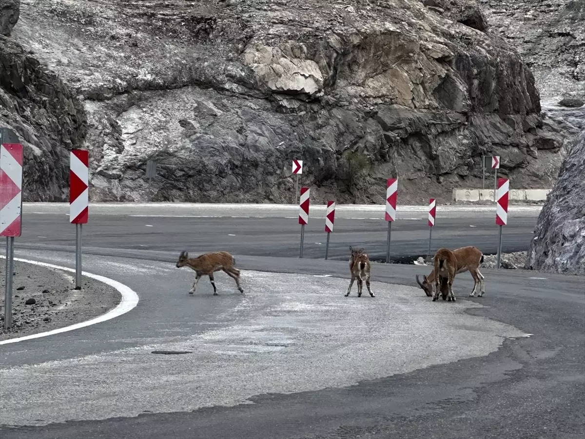 Şebinkarahisar’da Yaban Keçileri Görüntülendi