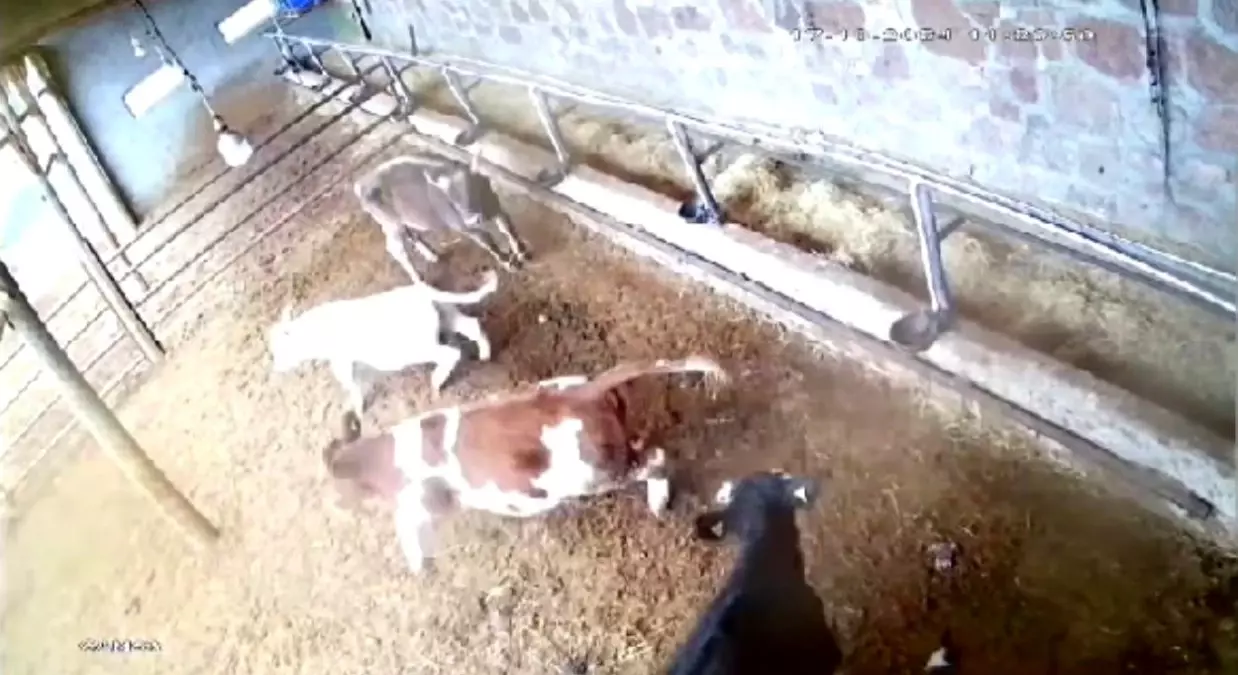 Sivas’ta Deprem Anı İnekleri Paniğe Sürükledi