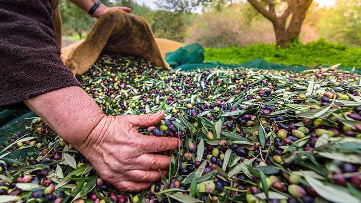 Sofralık zeytin ihracatında rekor