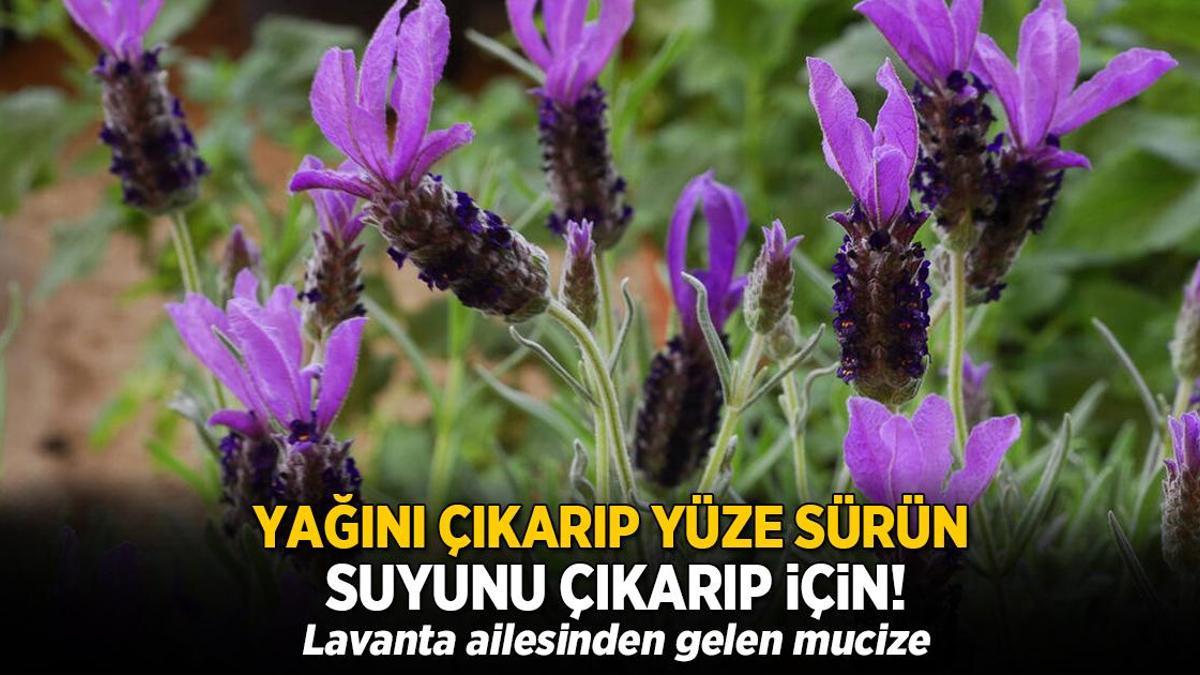 Yağını çıkarıp yüze sürün, demleyip suyunu için! Lavantaya benziyor, etkisi mucize gibi