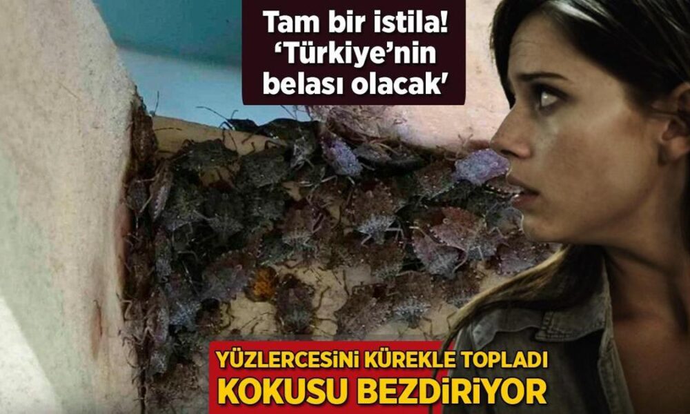 yuzlercesini-kurekle-topladi-kokusu-bezdiriyor-tam-bir-istila-turkiyeye-bela-olacak-IqKjbUg8.jpg
