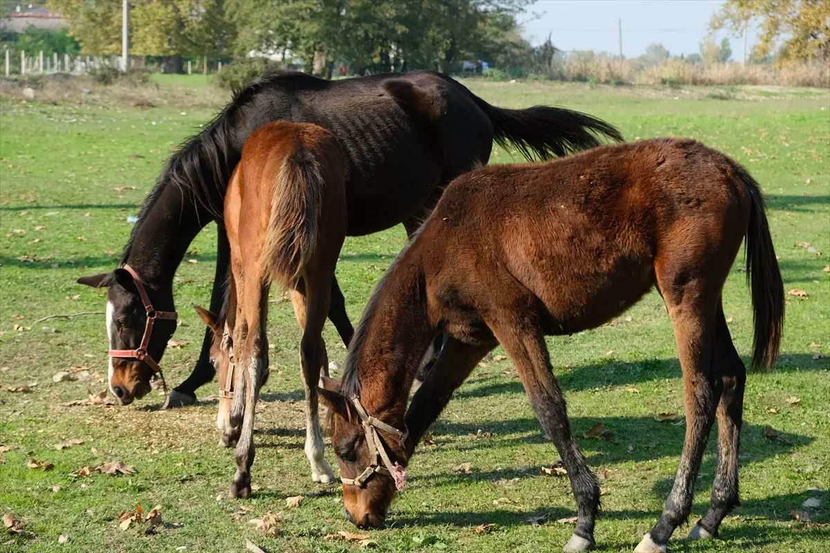 Akyazı’da At Yetiştiriciliği Serüveni