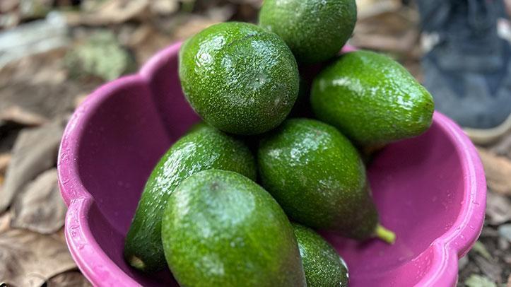 Avokado tarlada tanesi 20 TL’den alıcı buluyor