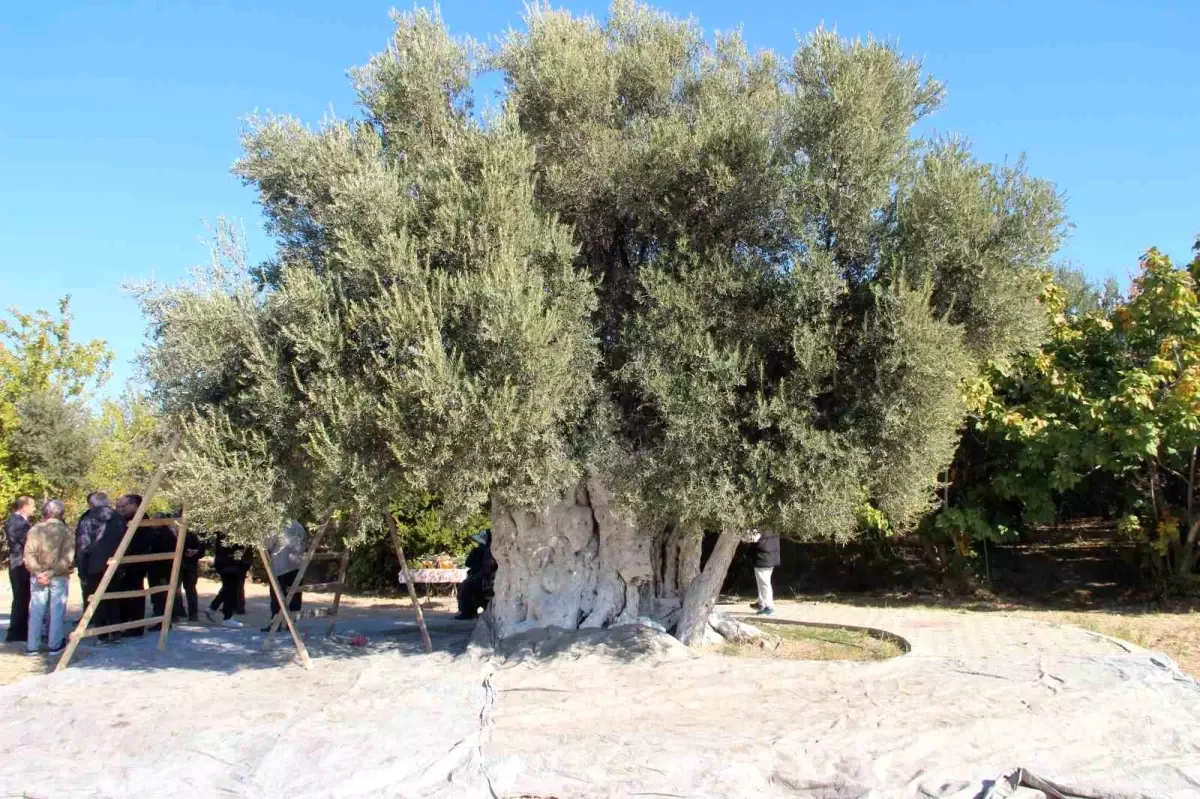 Bin 300 Yıllık Zeytin Ağaçlarından Hasat