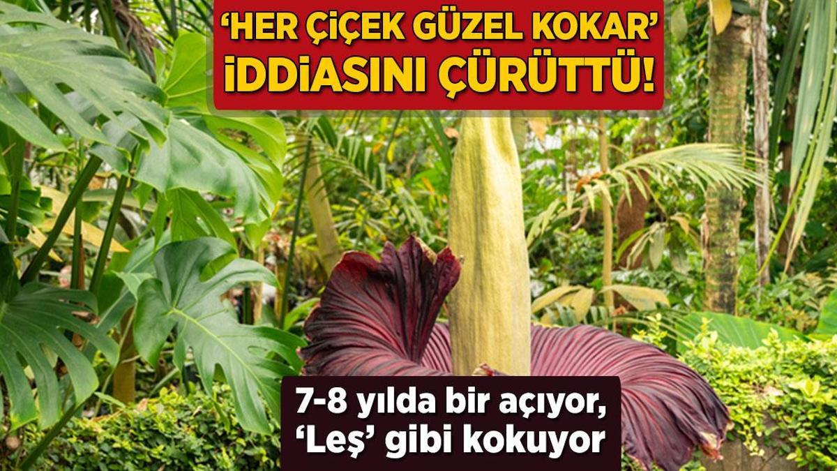 Ceset Çiçeği için sıraya döküldüler! 10 yılda bir açıyor, çürük et gibi kokuyor