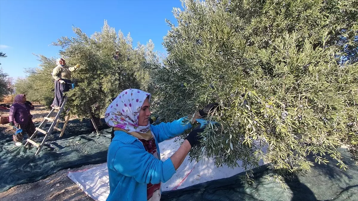 Demirci’de Zeytin Hasadı Başladı