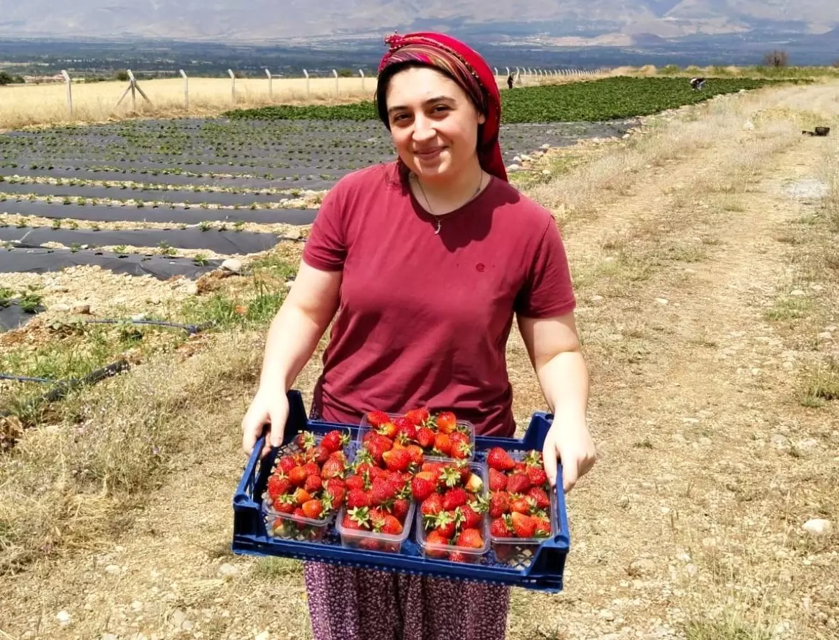 Erzincan, Çilek Üretiminde Merkez Oluyor