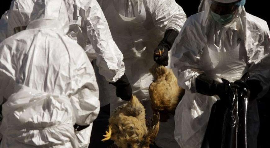 Eskişehir’de kuş gribi alarmı! 5 mahalle karantinaya alındı