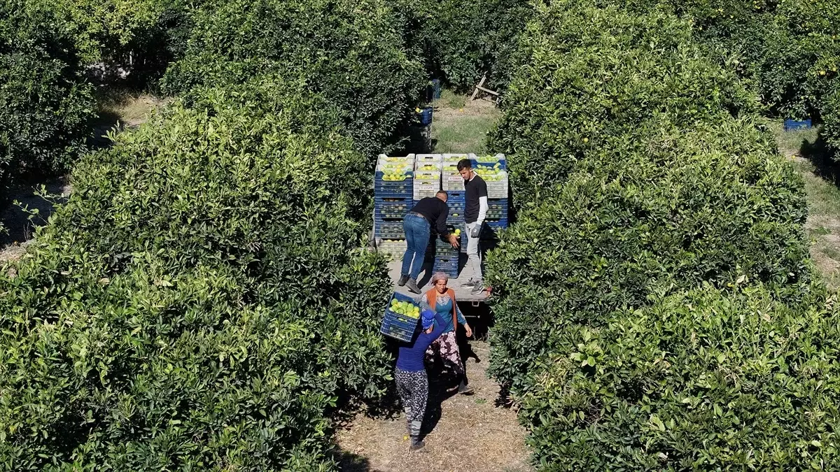 Finike Portakalında Rekolte Düşüyor