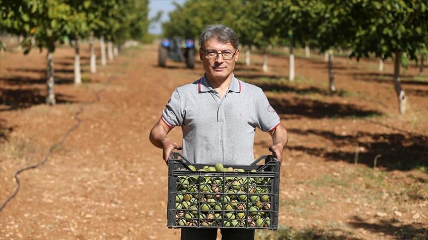 Gıda mühendisliğini bıraktı: Ceviz işleme tesisi kurdu