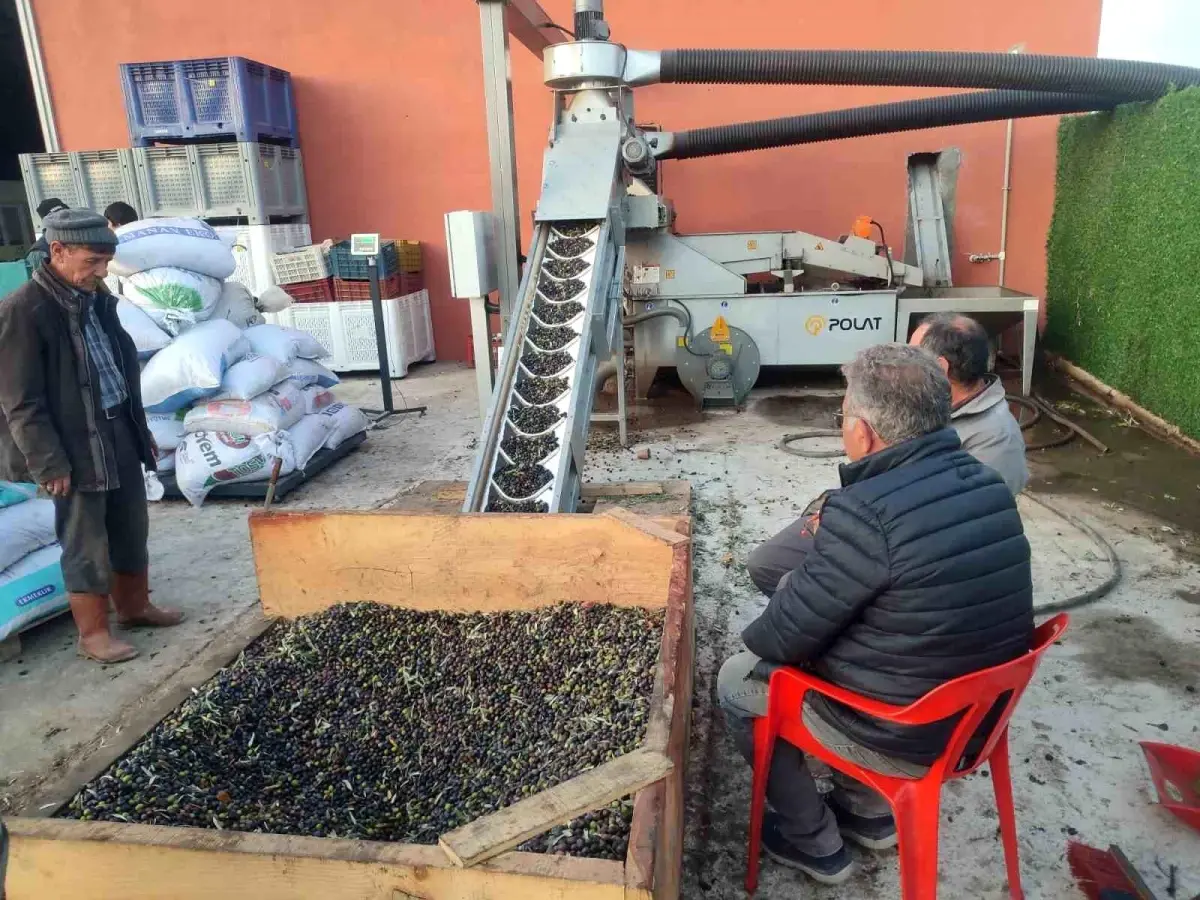 Gördes’te Zeytin Hasadı Yoğunlaştı