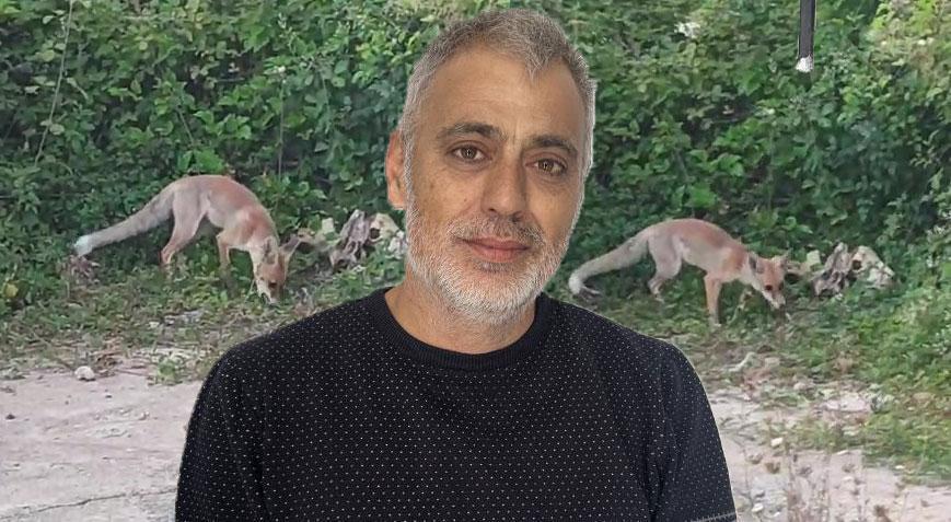 Gören şaşkına dönüyor! ‘Tilki bizim yayla komşumuz’