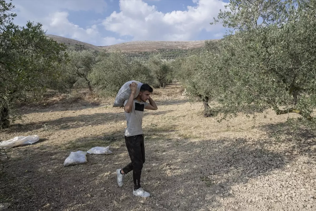 Lübnan’da Zeytin Üretimi Krizde