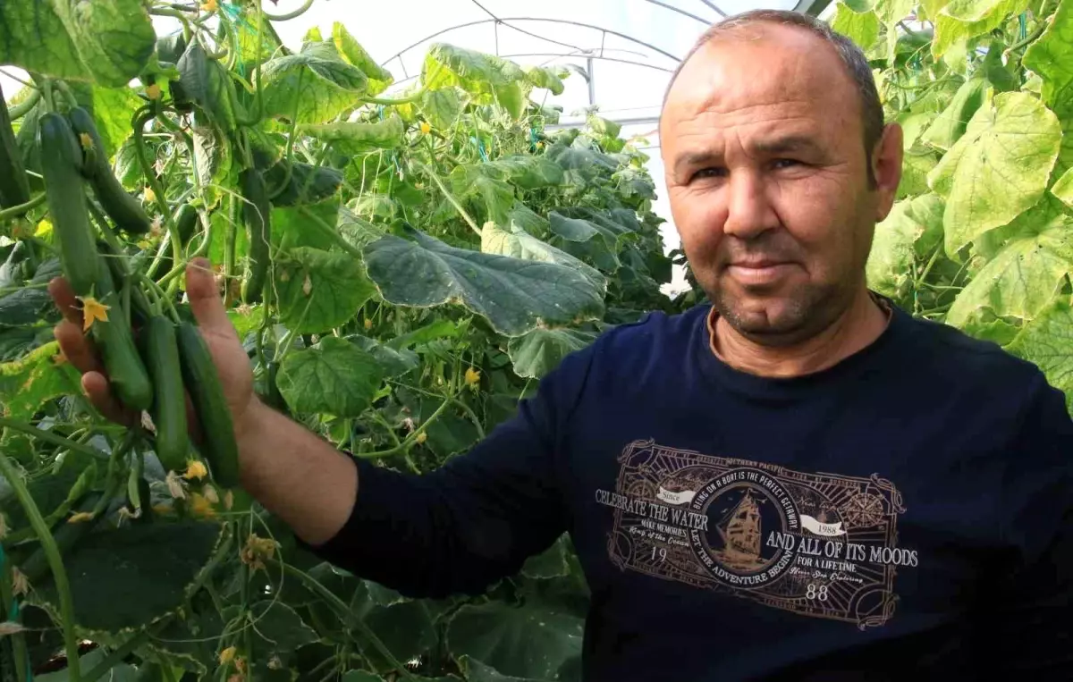 Mersin’de Salatalık Fiyatları Yüzleri Güldürdü