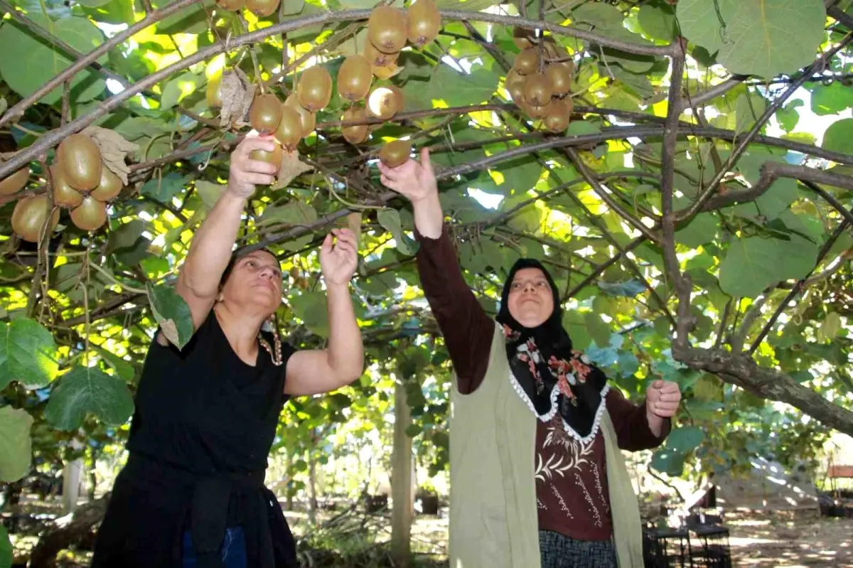 Ordu Kivisi’nde Hasat Devam Ediyor