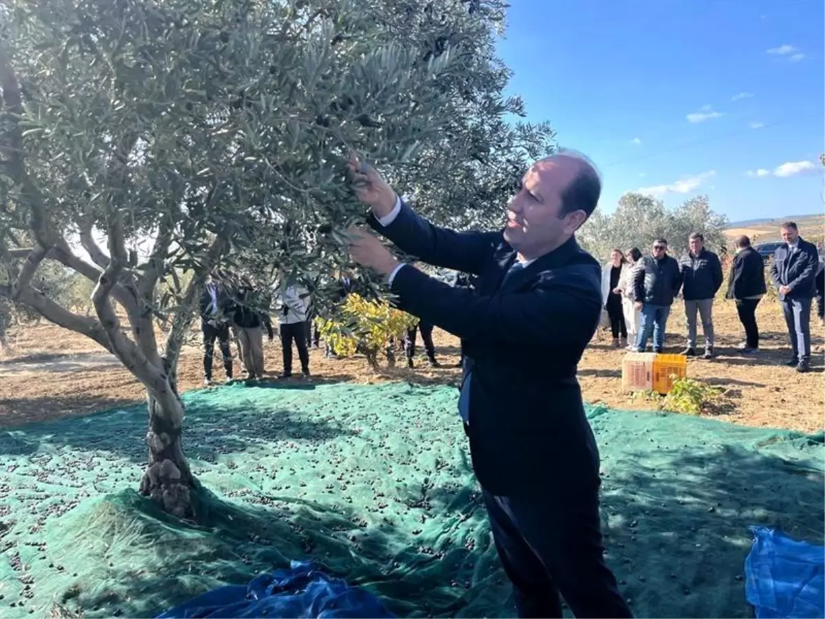 Şarköy’de Zeytin Hasadı Etkinliği Düzenlendi