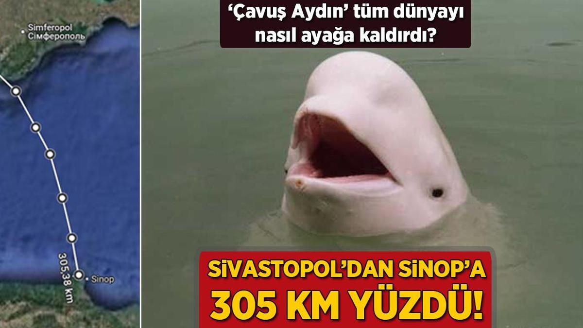 Sivastopol’dan Sinop’a 305 km yüzdü! ‘Çavuş Aydın’ tüm dünyayı nasıl ayağa kaldırdı?