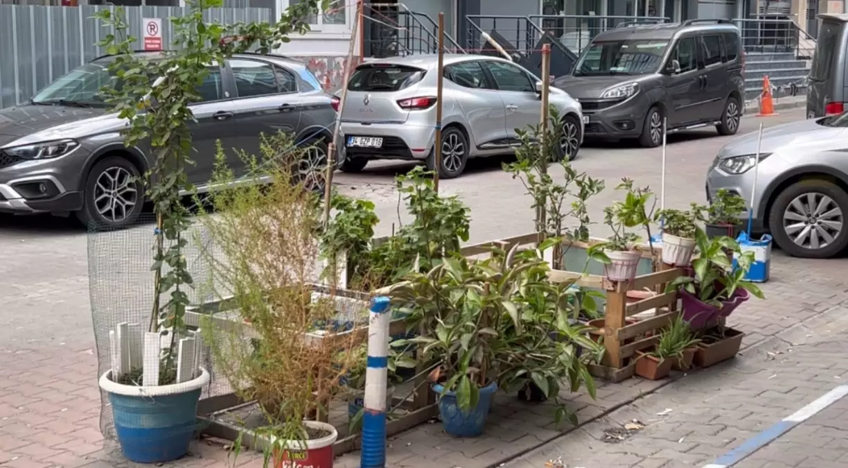 Sultangazi’de Portakal Ağacı Hırsızlığı