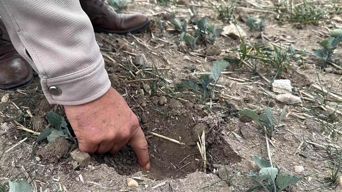 Trakya’da Kanola Kuraklığa Yenik Düştü