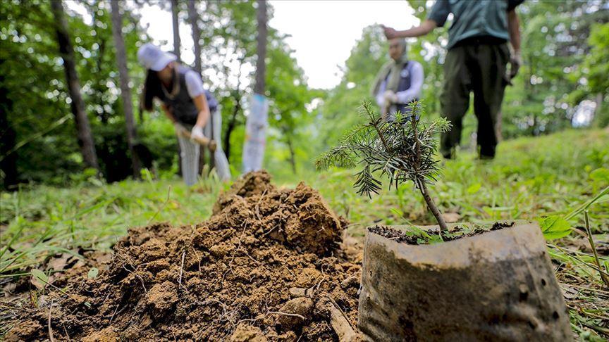 Ulaştırma projeleri kapsamında 96,7 milyon fidan toprakla buluşturuldu