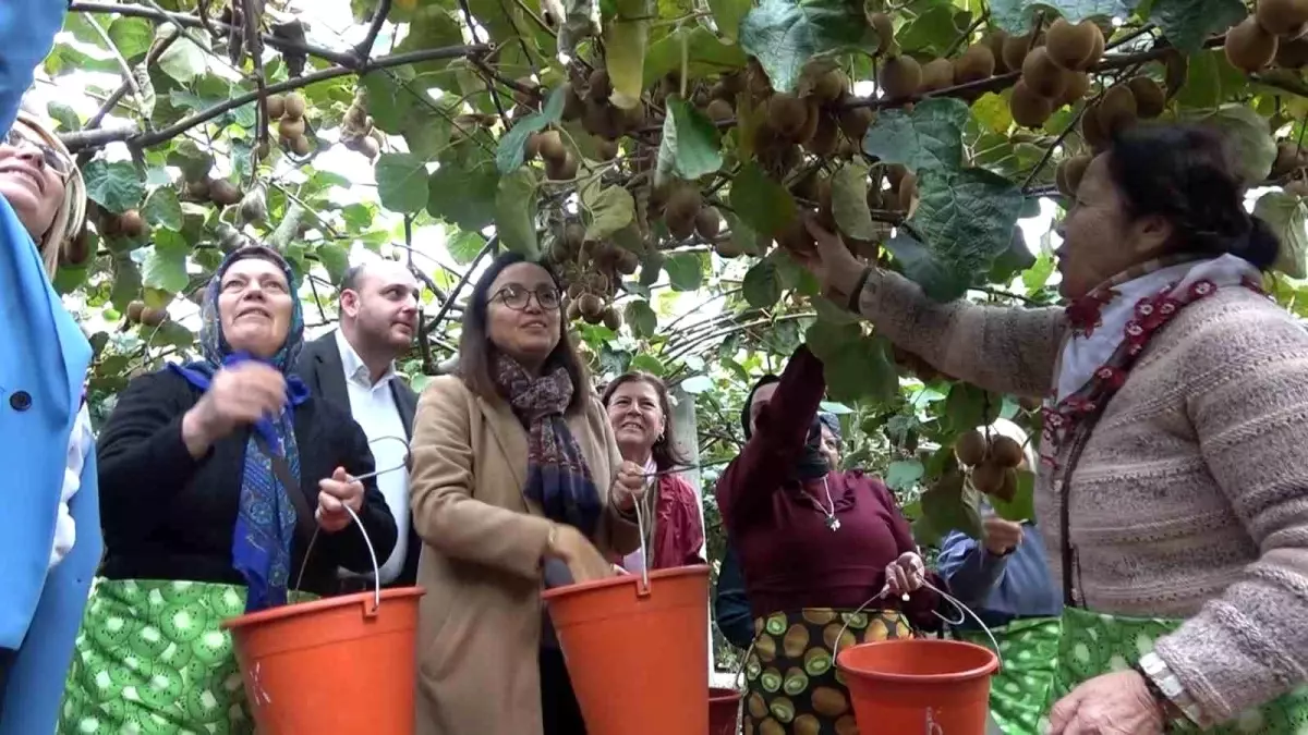 Yalova Kivi Hasat Şenliği Coşkuyla Kutlandı