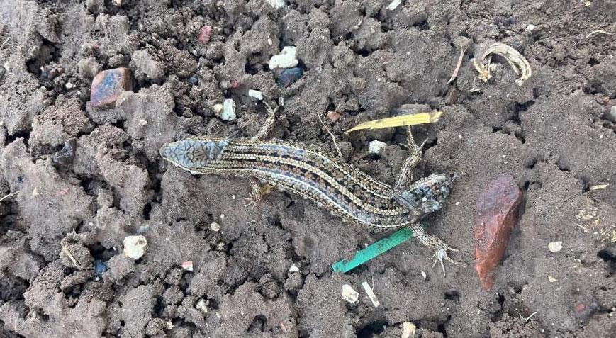 Yer: Adıyaman! Görenler gözlerine inanamadı: Çift başlı…