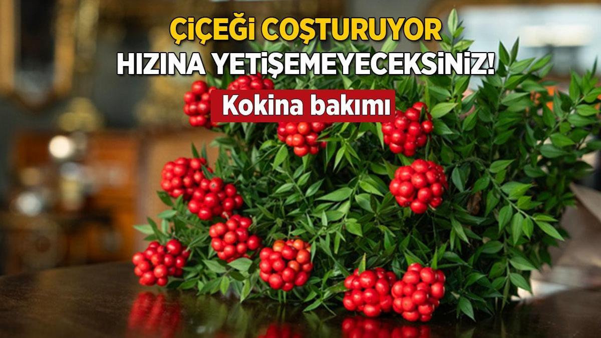Yılbaşının vazgeçilmez çiçeği! ‘Geç kaldık’ diye düşünmeyin, böyle yapınca hemen büyüyor